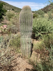 Carnegiea gigantea