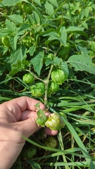 Physalis heterophylla