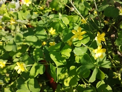 Oxalis stricta