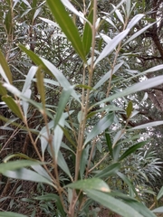 Olea europaea