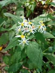 Eurybia divaricata