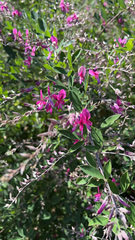Lespedeza bicolor