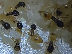 Tapinoma melanocephalum