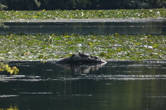 Graptemys geographica