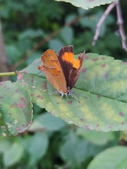 Thecla betulae
