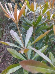 Brabejum stellatifolium