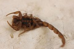 Centruroides limpidus