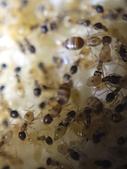 Tapinoma melanocephalum