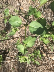 Mirabilis nyctaginea