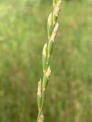 Elymus repens