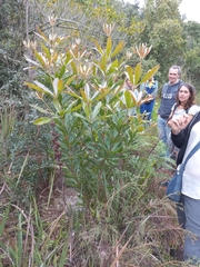 Brabejum stellatifolium