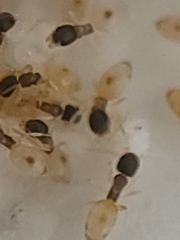 Tapinoma melanocephalum