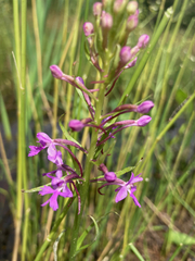Platanthera psycodes