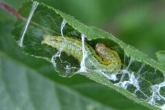 Sitochroa verticalis