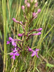 Platanthera psycodes