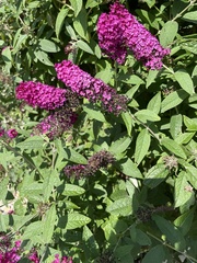 Buddleja
