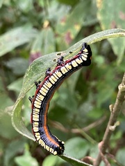 Cucullia convexipennis