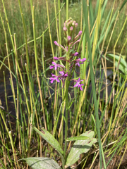 Platanthera psycodes