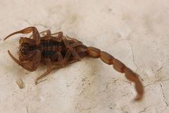 Centruroides limpidus