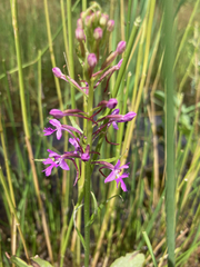 Platanthera psycodes