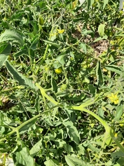 Solanum lycopersicum