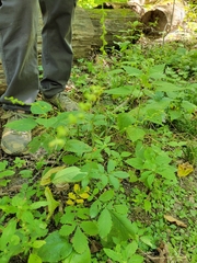 Agrimonia gryposepala