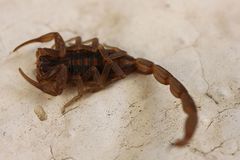 Centruroides limpidus