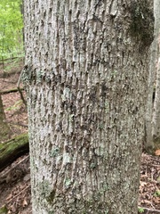 Liriodendron tulipifera