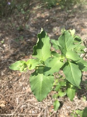 Mirabilis nyctaginea