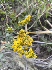 Solidago velutina