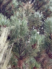 Pinus