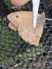 Hyponephele lycaon