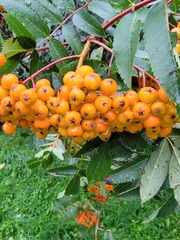 Sorbus decora