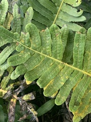 Polypodium glycyrrhiza