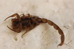 Centruroides limpidus