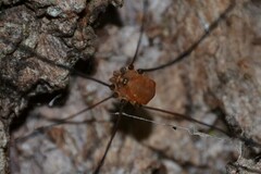 Leiobunum blackwalli