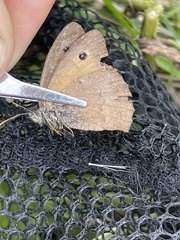 Hyponephele lycaon