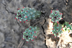Euphorbia inermis