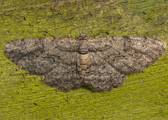 Anavitrinella pampinaria