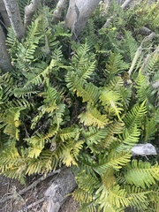 Polypodium glycyrrhiza