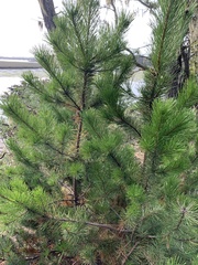 Pinus contorta contorta