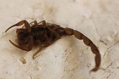 Centruroides limpidus