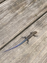 Plestiodon