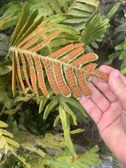 Polypodium glycyrrhiza
