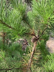 Pinus contorta contorta