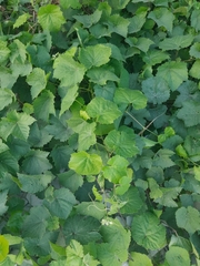 Vitis vinifera