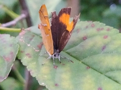 Thecla betulae