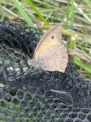 Hyponephele lycaon