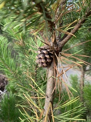 Pinus contorta contorta