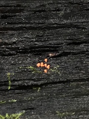 Tubifera ferruginosa